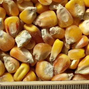 cereals-corn