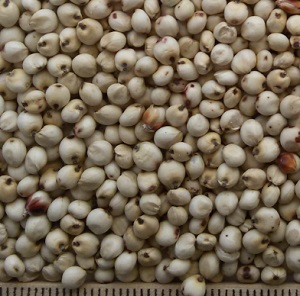 ce sorghum white2